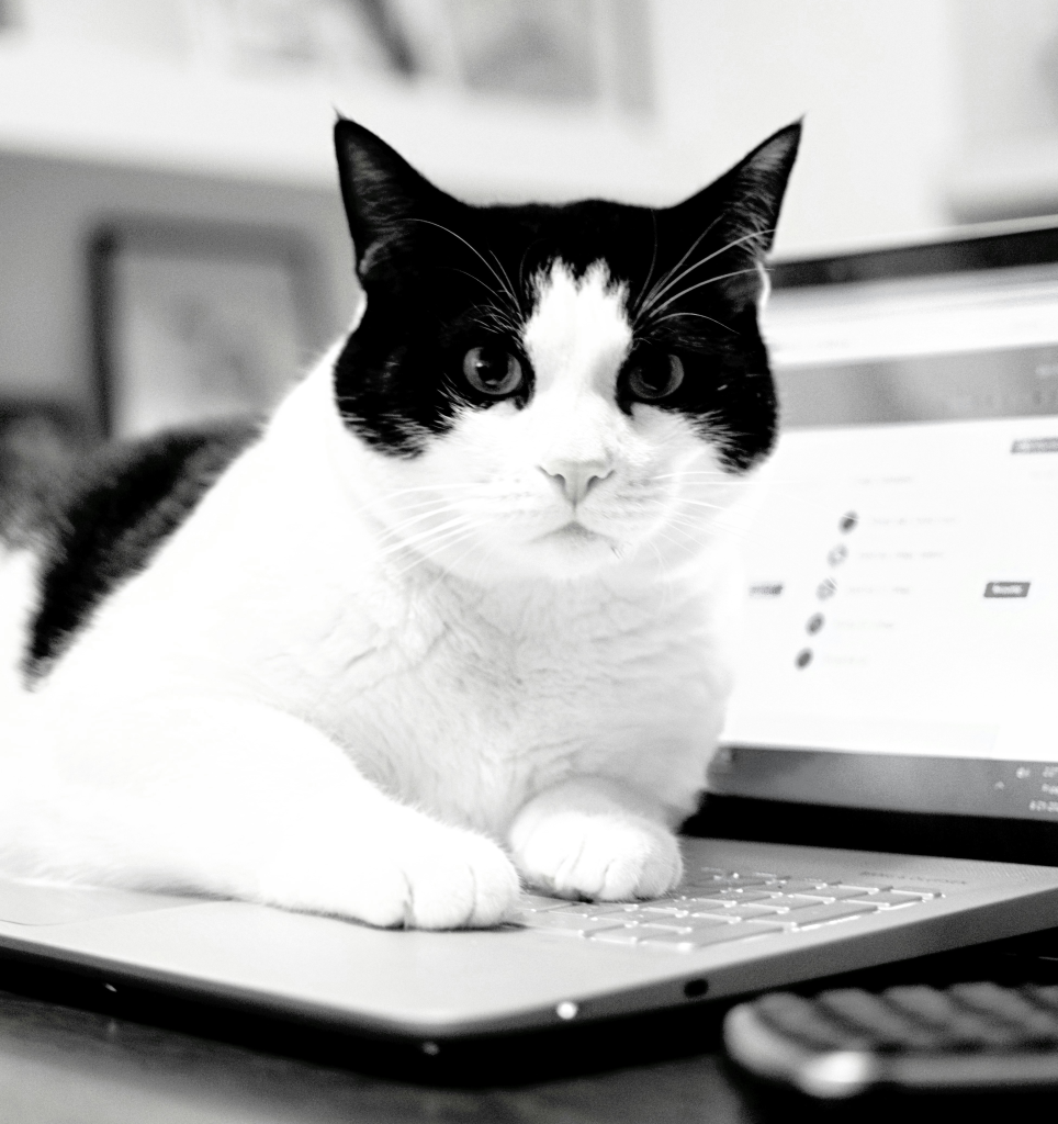 cat square Image by Isabella Fischer on unsplash.com